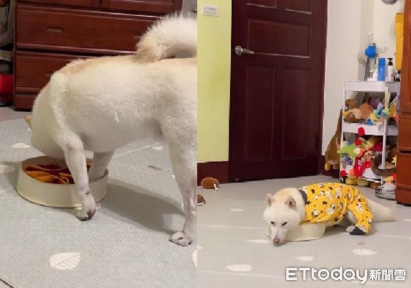 d8228365-1 ▲。(圖/有點毛毛的/飼主何婉如提供)