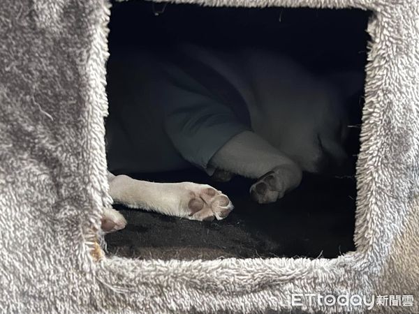 d8228366-1 ▲。(圖/有點毛毛的/飼主何婉如提供)