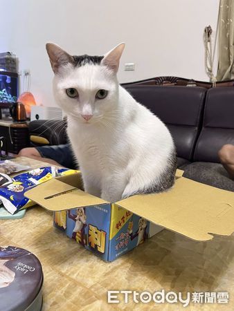 d8228367-1 ▲。(圖/有點毛毛的/飼主何婉如提供)