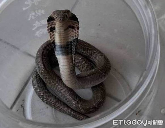 d8228587 ▲彰化縣消防局統計今年1月-4月抓801條蛇。(圖/消防局提供)