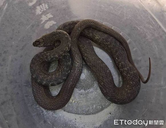 d8228589 ▲彰化縣消防局統計今年1月-4月抓801條蛇。(圖/消防局提供)