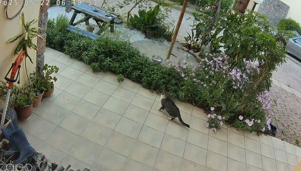 克里克島6.1強震！監視器拍到發生前幾秒　「小貓提前預知狂奔」。（圖／翻攝自Facebook）