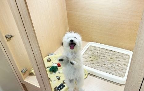 d8229245 ▲。(圖/東森寵物提供)