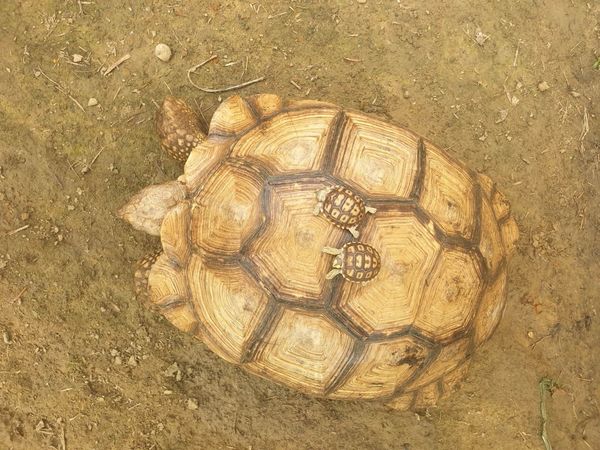 ▲523世界烏龜日。（圖／新北市政府提供）