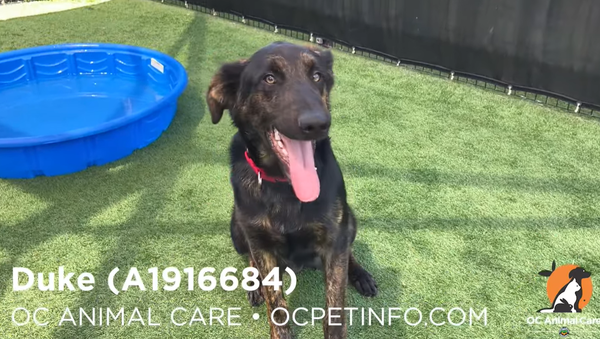 差點遭5郊狼分屍！浪浪「搏鬥45分鐘」奇蹟存活　獲好心人收養。（圖／翻攝自YouTube／OC Animal Care）