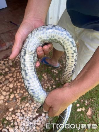 d8230250 ▲。(圖/友蛇咖啡提供)