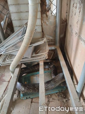 d8230253 ▲。(圖/友蛇咖啡提供)