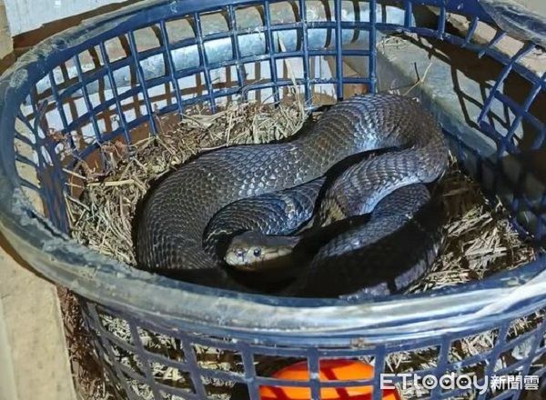 d8230254 ▲。(圖/友蛇咖啡提供)