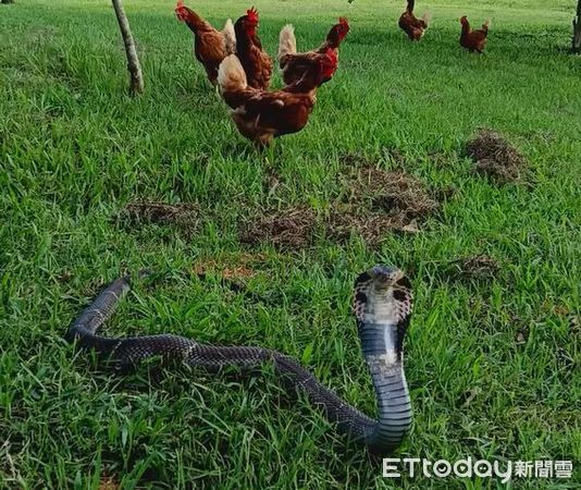 d8230255 ▲。(圖/友蛇咖啡提供)