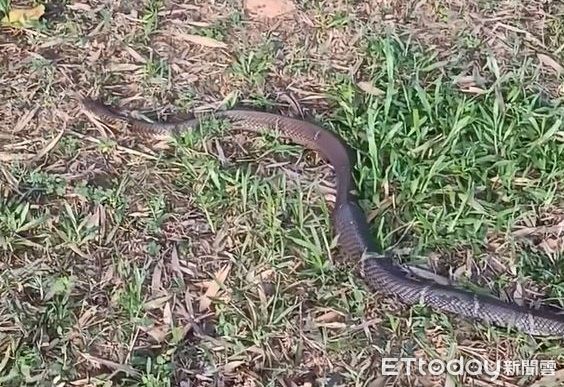 d8230257 ▲。(圖/友蛇咖啡提供)