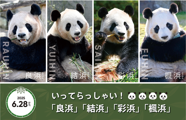 ▲▼日本和歌山縣4隻大熊貓將送返中國。（圖／翻攝自微博）