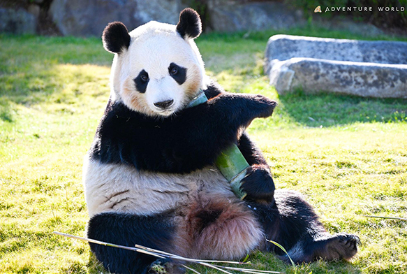 ▲▼日本和歌山縣4隻大熊貓將送返中國。（圖／翻攝自微博）