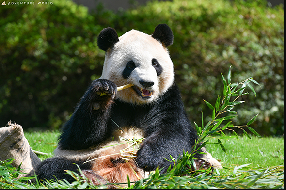 ▲▼日本和歌山縣4隻大熊貓將送返中國。（圖／翻攝自微博）