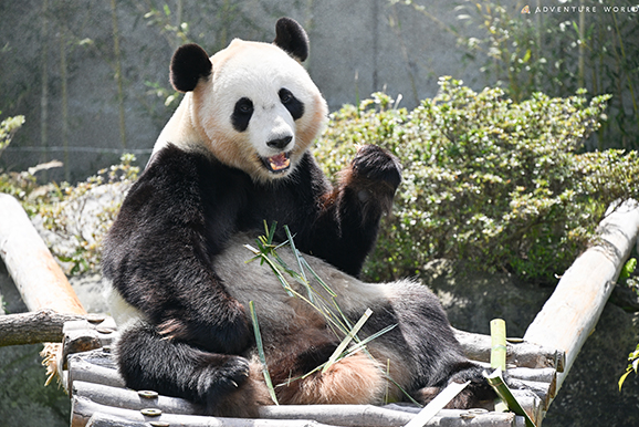 ▲▼日本和歌山縣4隻大熊貓將送返中國。（圖／翻攝自微博）