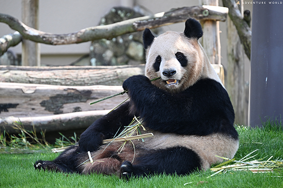 ▲▼日本和歌山縣4隻大熊貓將送返中國。（圖／翻攝自微博）