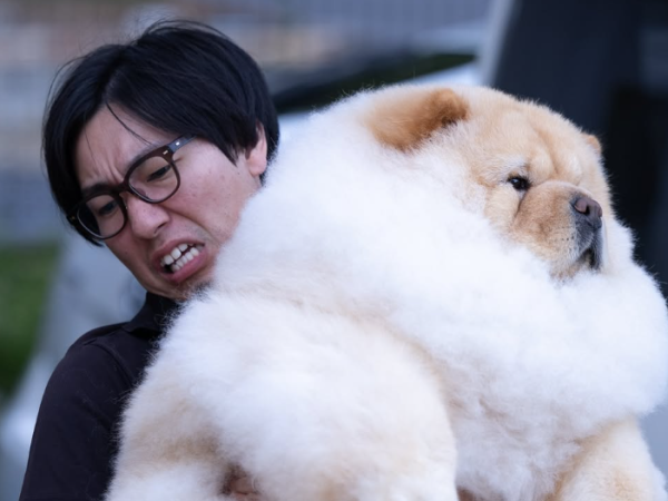 d8231161-1 ▲日男扛「瓦斯桶」鬆獅犬表情超吃力 護女心切:不過才區區25公斤。(圖/翻攝自IG@_komame_chan_)