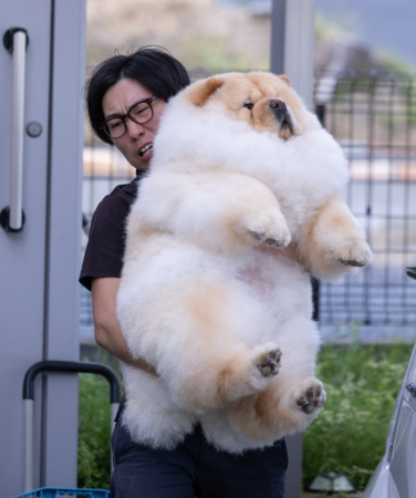 d8231162-1 ▲日男扛「瓦斯桶」鬆獅犬表情超吃力 護女心切:不過才區區25公斤。(圖/翻攝自IG@_komame_chan_)