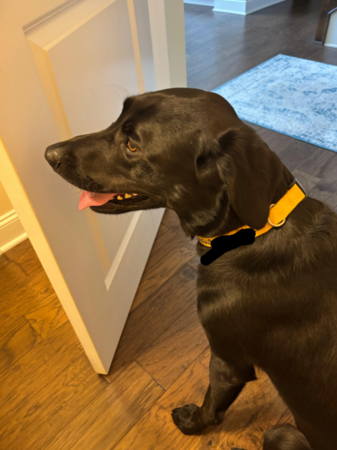 黑色拉布拉多交換記。（圖／翻攝自Reddit@Katybugfoster）