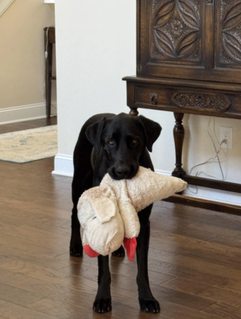 黑色拉布拉多交換記。（圖／翻攝自Reddit@Katybugfoster）