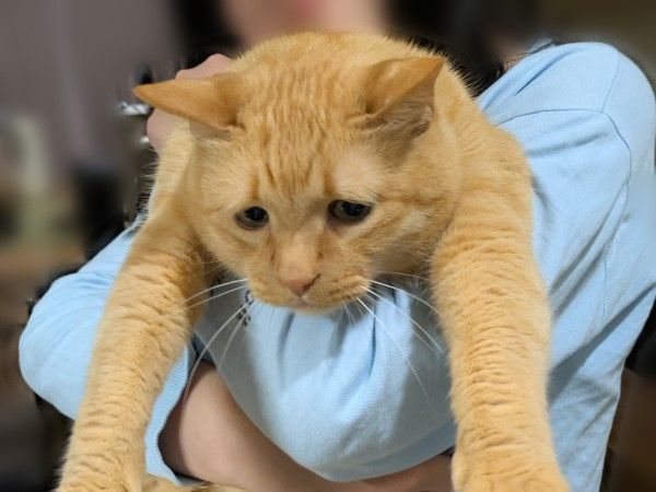 d8231271-1 ▲(圖/翻攝自X/@kikumaki00)