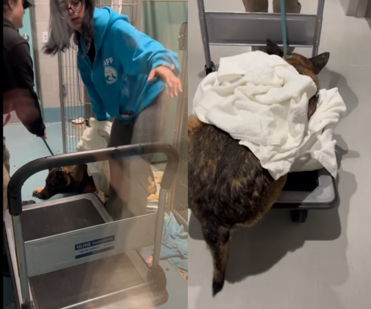 狗狗驚嚇不能走，看到朋友豁然開朗。（圖／翻攝自IG@zionsentus）