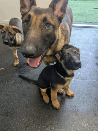 狗狗驚嚇不能走，看到朋友豁然開朗。（圖／翻攝自IG@zionsentus）