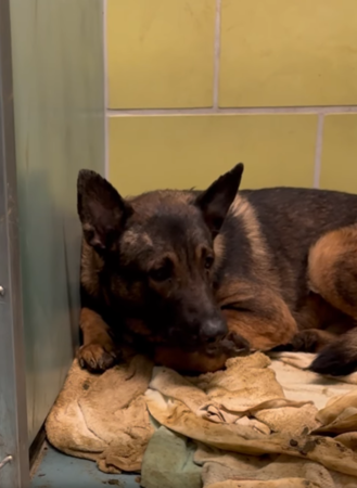 狗狗驚嚇不能走，看到朋友豁然開朗。（圖／翻攝自IG@zionsentus）