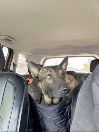 狗狗驚嚇不能走，看到朋友豁然開朗。（圖／翻攝自IG@zionsentus）