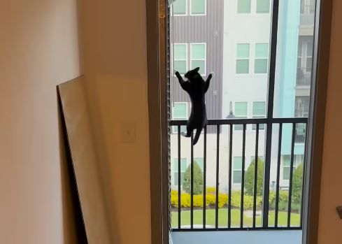 ▲。（圖／翻攝自Instagram／@cesar_and_ana）