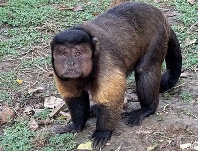 ▲黑帽懸猴「大壯」。（圖／翻攝自微博）