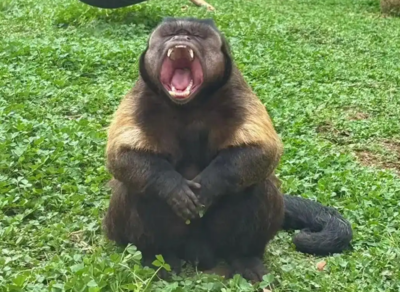 ▲黑帽懸猴「大壯」。（圖／翻攝自微博）