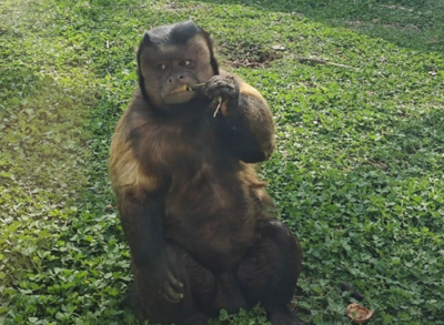 ▲黑帽懸猴「大壯」。（圖／翻攝自微博）