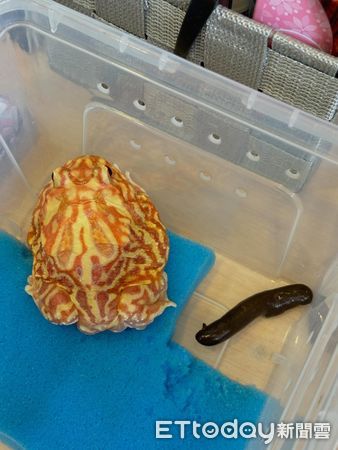 ▲（圖／Threads@toby___shu提供）