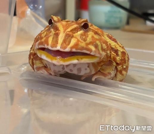 ▲（圖／Threads@toby___shu提供）