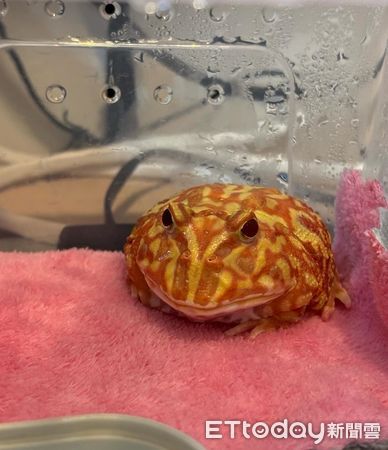 ▲（圖／Threads@toby___shu提供）