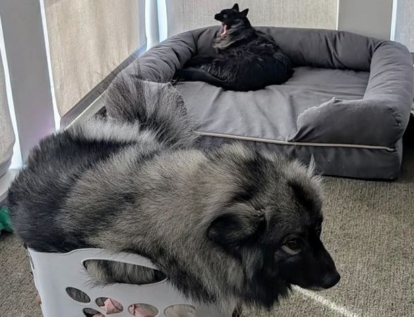 ▲。（圖／翻攝自Instagram／@bagels_loves_treats）