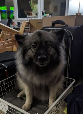 ▲。（圖／翻攝自Instagram／@bagels_loves_treats）