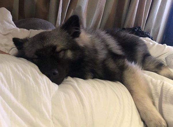 ▲。（圖／翻攝自Instagram／@bagels_loves_treats）