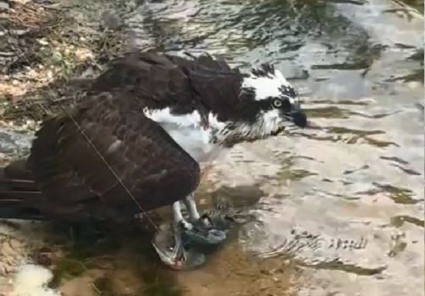 ▲。（圖／翻攝自TikTok／@mullyboyz）