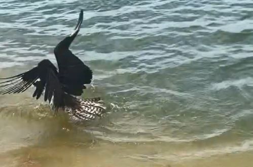 ▲。（圖／翻攝自TikTok／@mullyboyz）