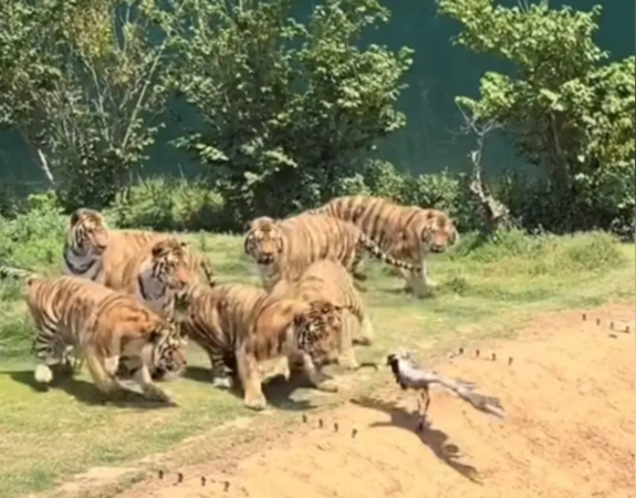 d8233348-1 ▲▼ 。(圖/)