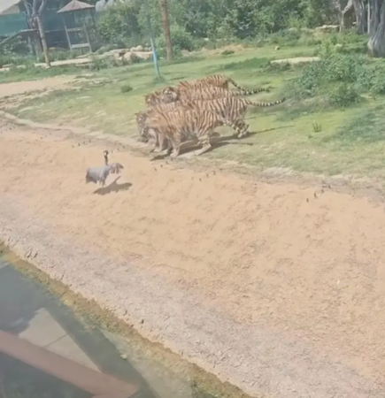 d8233349-1 ▲▼ 。(圖/)