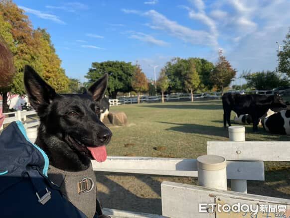 d8233435-1 ▲。(圖/飼主孫子純授權,請勿隨意翻拍,以免侵權,下同)