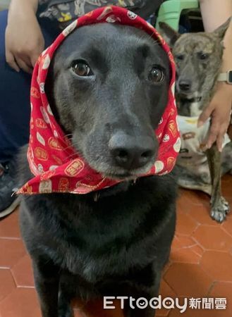 d8233436-1 ▲。(圖/飼主孫子純授權,請勿隨意翻拍,以免侵權,下同)