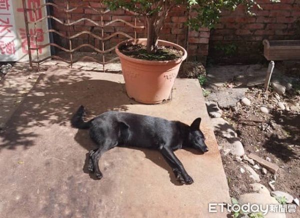 d8233437-1 ▲。(圖/飼主孫子純授權,請勿隨意翻拍,以免侵權,下同)