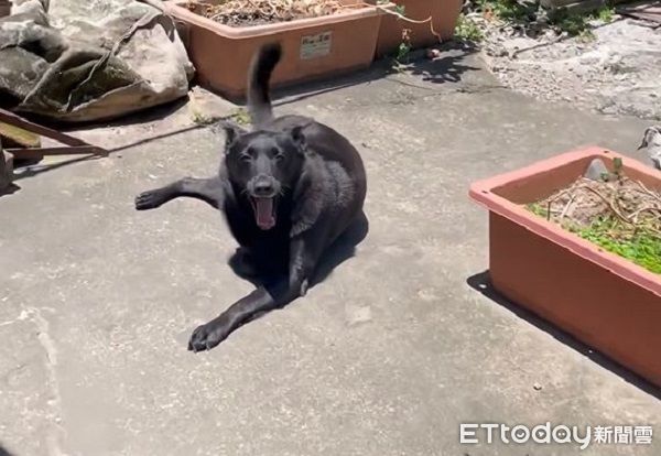 d8233438-1 ▲。(圖/飼主孫子純授權,請勿隨意翻拍,以免侵權,下同)