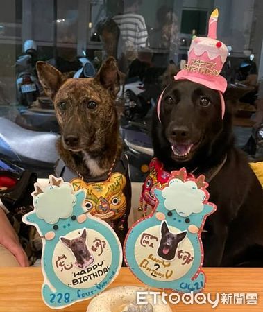 d8233439-1 ▲。(圖/飼主孫子純授權,請勿隨意翻拍,以免侵權,下同)