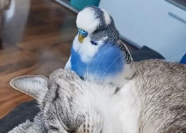 ▲。（圖／翻攝自TikTok／@tessaandpaco）