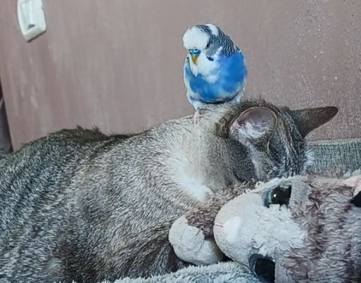 ▲。（圖／翻攝自TikTok／@tessaandpaco）