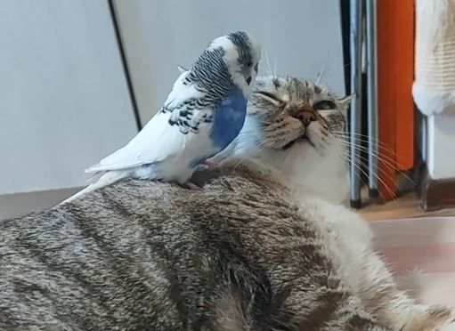 ▲。（圖／翻攝自TikTok／@tessaandpaco）